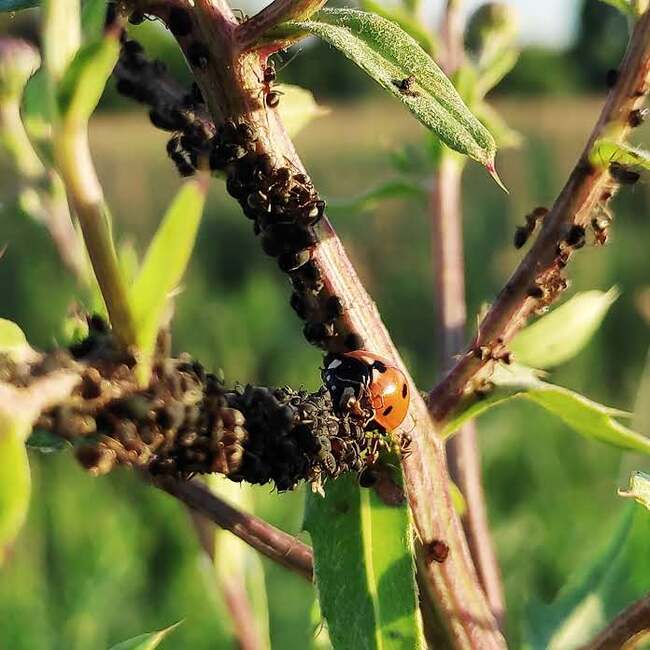 Ladybug is cute, they said... - My, Biology, Entomology, Video, Longpost, ladybug, Insects