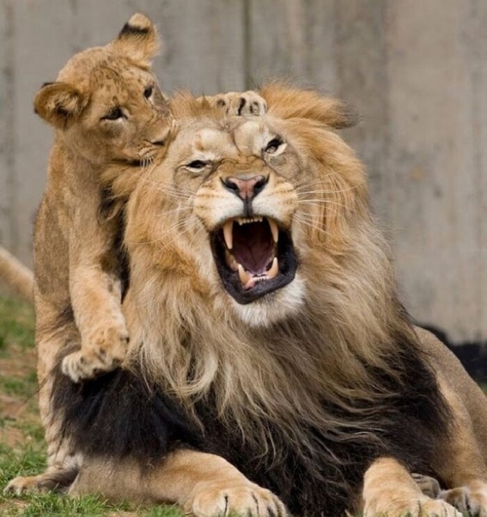 По-моему, кто-то сейчас огребет от бати