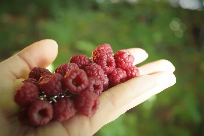 Bracelet with raspberries - My, Polymer clay, Creation, Needlework, Needlework without process, Berries, Summer, Decoration, Presents, Girls, Women, Art, Лепка, Mobile photography, Handmade, beauty, beauty of nature