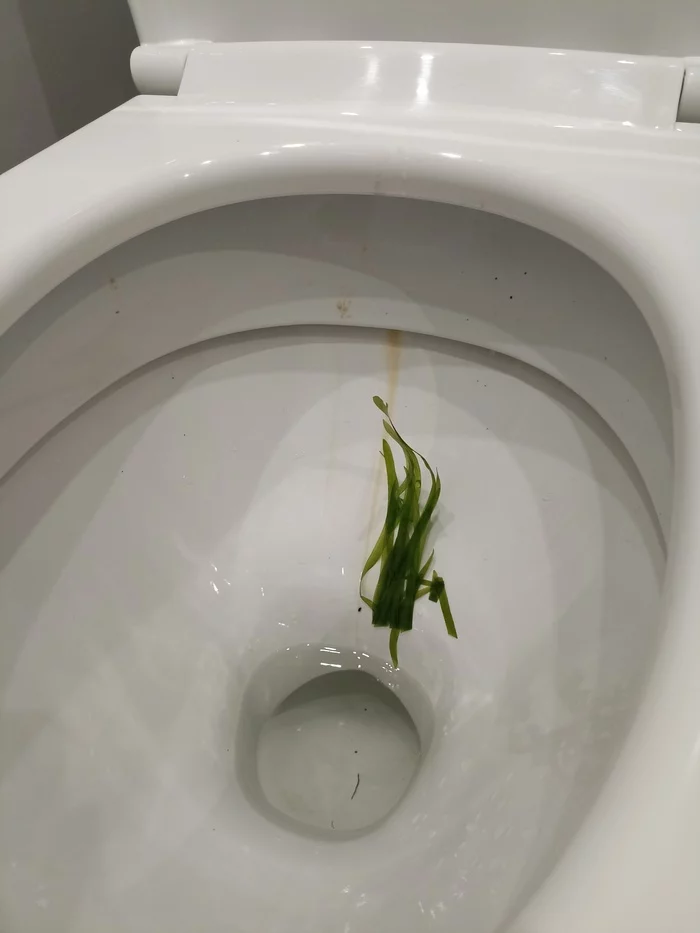 Vegetarian went to the bathroom and didn't flush - Vegetarianism, Live poop