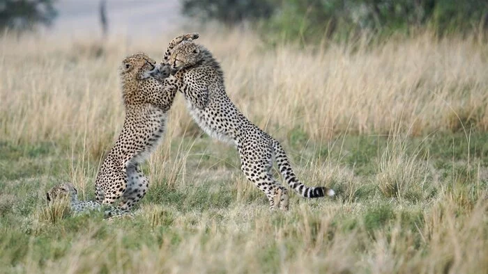 Struggle - Cheetah, Rare view, Small cats, Cat family, Predatory animals, Mammals, Animals, Wild animals, wildlife, Nature, Reserves and sanctuaries, Masai Mara, Africa, The photo, Young, Animal games