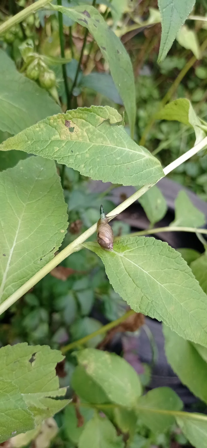 My first encounter with zombies - My, Parasites, Snail, Nature, Flatworms, Video, Vertical video, Longpost