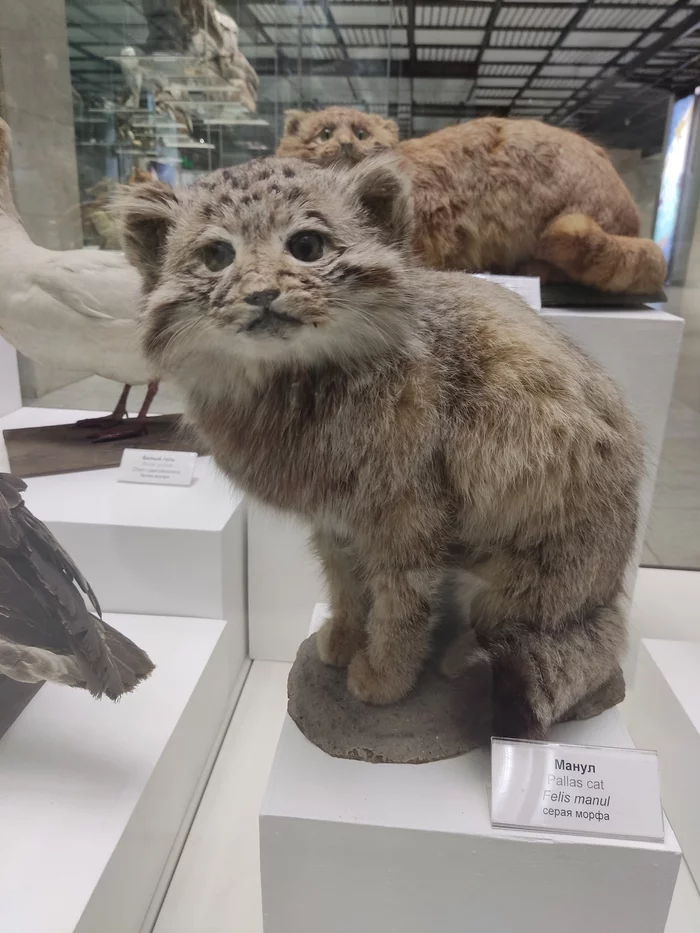 Manuls that did not have time to stroke ... - My, Pallas' cat, Pet the cat, Museum, Darwin Museum, Scarecrow, Exhibit, Longpost