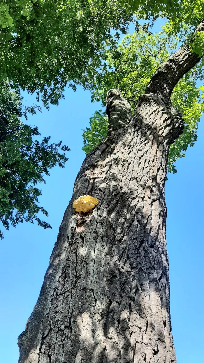 Polypore sulfur yellow - My, Mushrooms, Unusual, Mycology, Mushroom pickers, Nature, The nature of Russia, Tinder, beauty of nature, Longpost, Biology