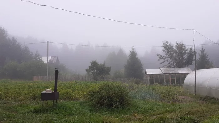 Morning at the cottage - My, Nature, Dacha, Morning