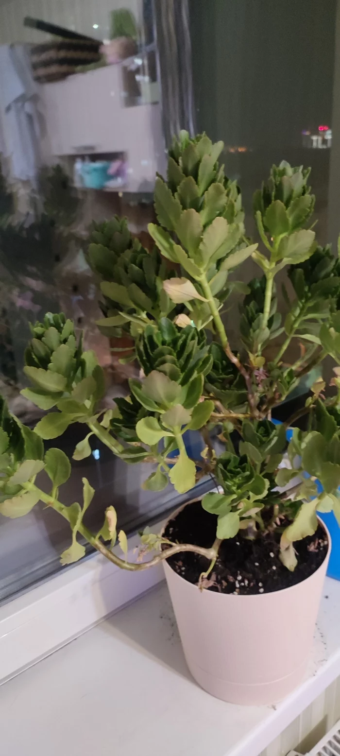 Need help identifying a plant - Houseplants, Floriculture, Longpost, What kind of plant