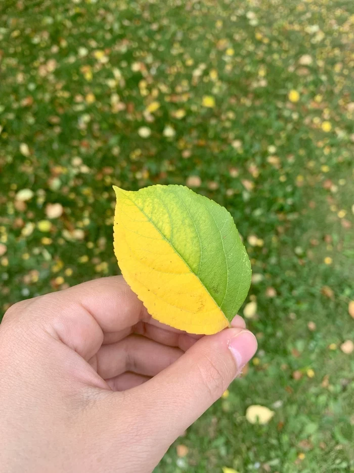 From August 1 - My, Nature, Leaves, Summer, August