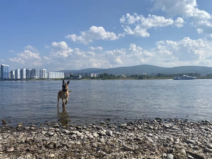 Seeing off the Siberian summer - My, Krasnoyarsk, Dog, Walk, Malinois, Yenisei, Longpost