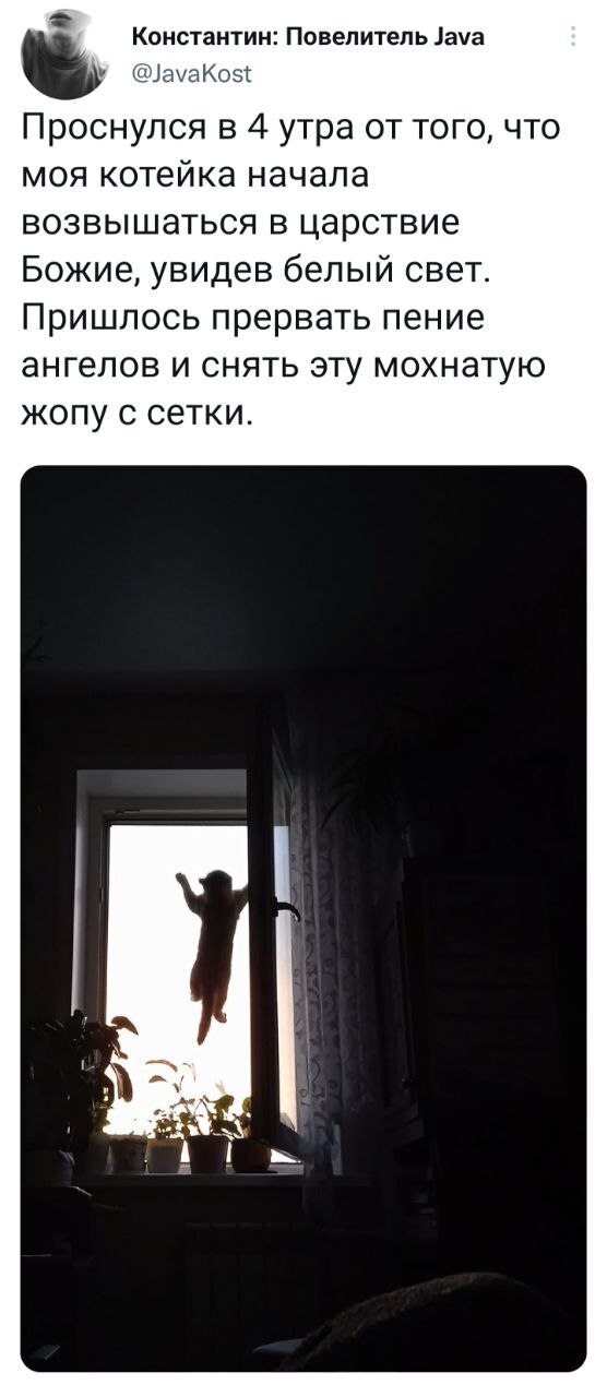 Elevation - Humor, Screenshot, Twitter, cat, Net, Window, Morning