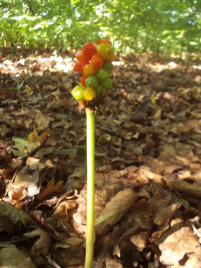 plant for definition - My, The photo, Help, Plants, Definition, What's this?