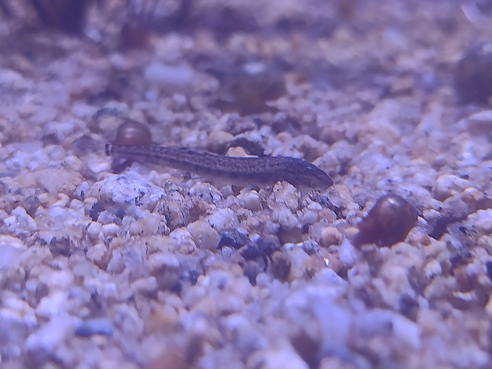 История одной (???) икринки. Месяц спустя