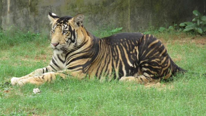 Black Tigers in India - Bengal tiger, Color, Diversity, India, Big cats, Cat family, Small cats, Royal, Cheetah, Predatory animals, Wild animals, Tiger, wildlife, Gene, Mutation, Scientists, Genetics, Video, Soundless, Longpost