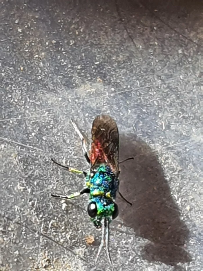 beautiful - My, Insects, Fly Tsokotukha