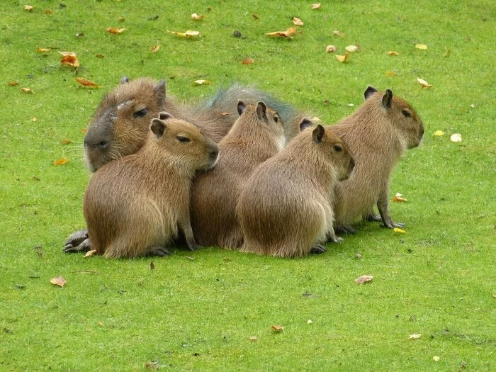 Capybaras have grown... - Capybara, Rodents, The photo