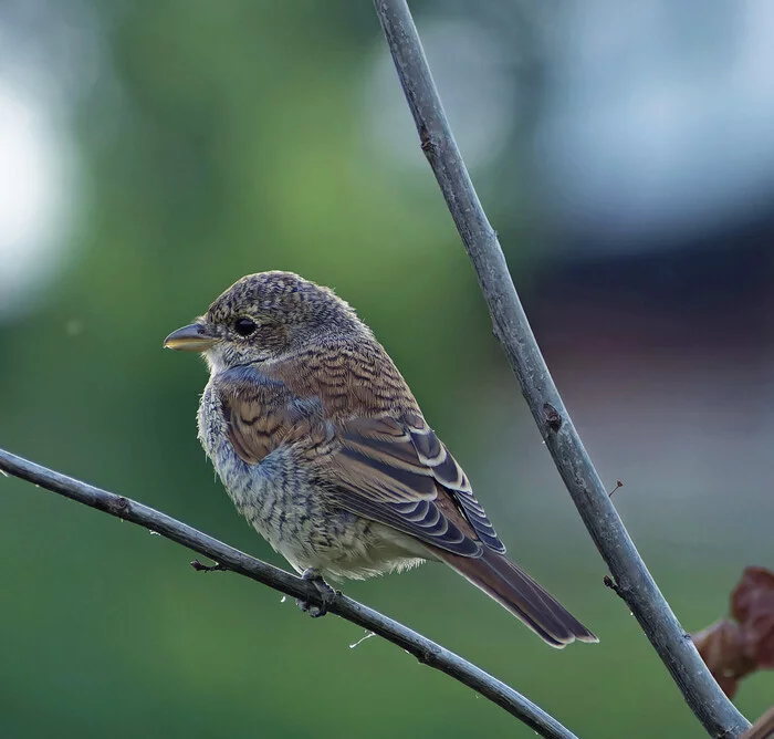 Small and distant - My, The nature of Russia, Nature, Photo hunting, beauty of nature, Birds, Predator birds, Summer, Hobby, The photo, Shrike, Walk