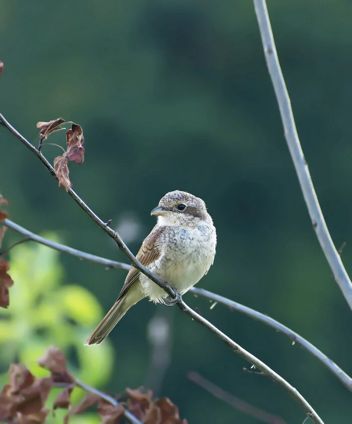 Don't let me go, shrike - My, Nature, Photo hunting, Birds, Hobby, The nature of Russia, Predator birds, Ornithology, beauty of nature, Summer, Shrike, The photo, Video, Longpost