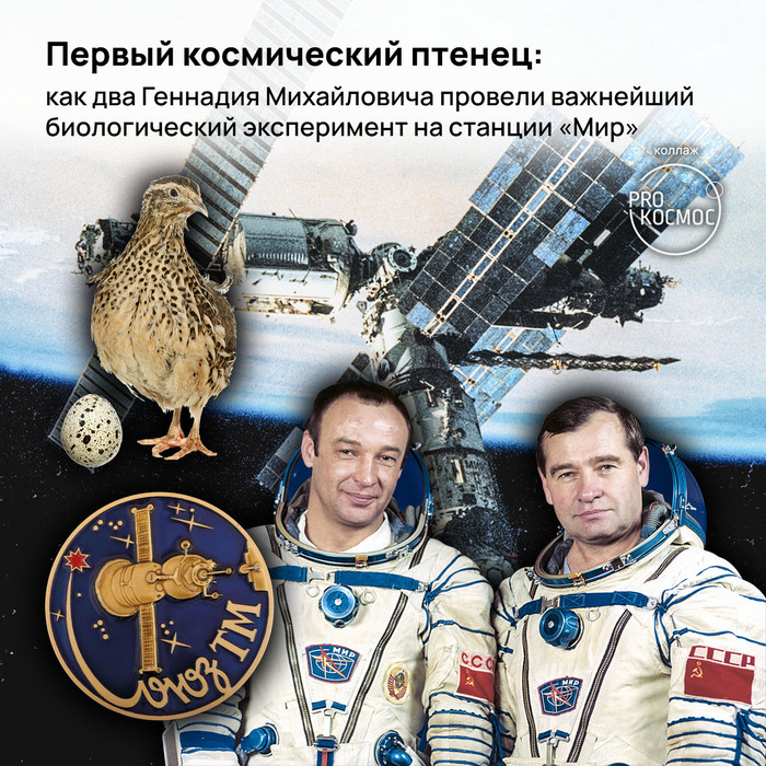 Первый космический птенец: как два Геннадия Михайловича провели важнейший биологический эксперимент на станции «Мир»