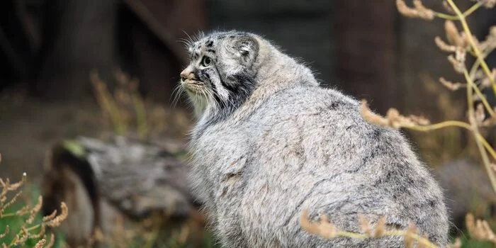 manul - Pet the cat, Pallas' cat, Small cats, Cat family, Predatory animals, Wild animals, The photo