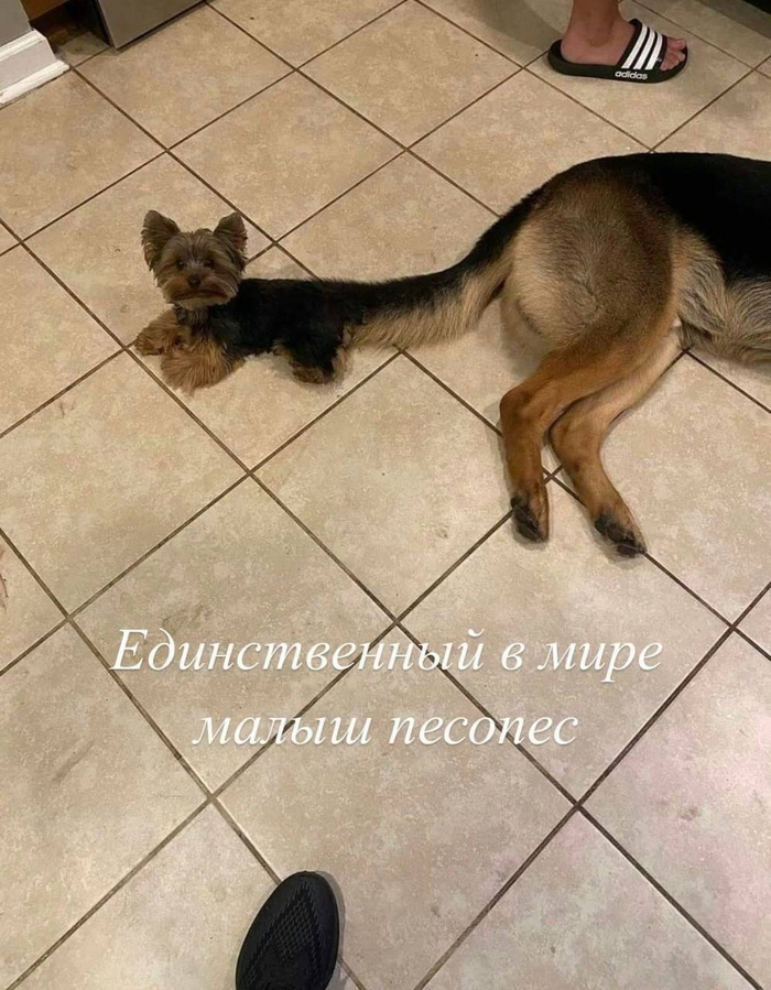 Песопес в чистом виде