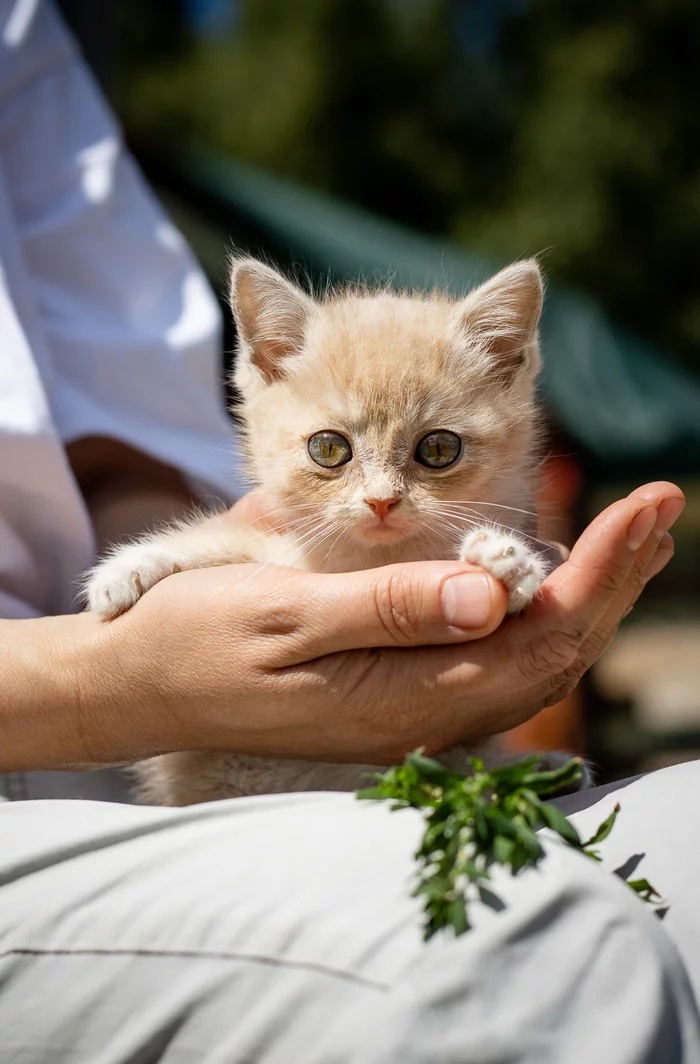 Tutta. girl with cosmic eyes - My, Kittens, Help, The rescue, Animal Rescue, In good hands, Shelter, Animal shelter, Milota, Longpost, Moscow, Moscow region, cat