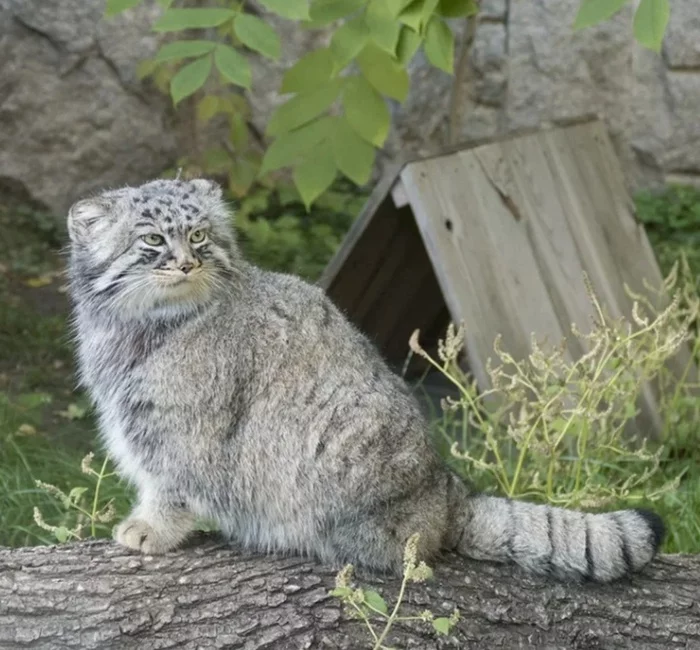 Who are you? I didn't call you! - Pallas' cat, Pet the cat, The photo, Cat family, Predatory animals, Wild animals, Small cats, Who are you, I didn't call you