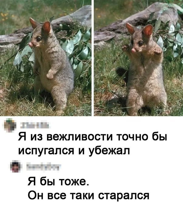 You better not come - Comments, Picture with text, Fox Kuzu, Repeat, Humor, Вежливость