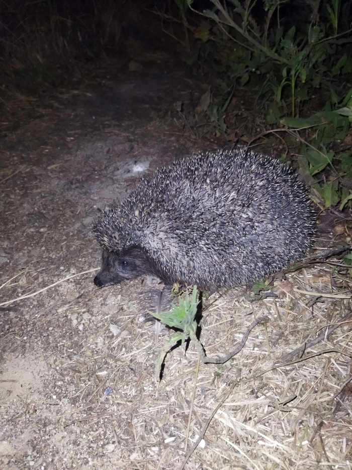 ������ �����