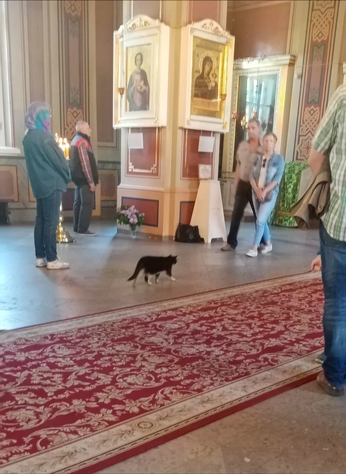 And not only all dogs go to heaven - Church, cat, Comments, Longpost