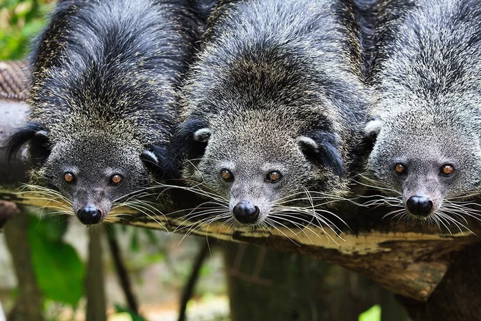 Either a bear or a cat - Love, Animals, Milota, news, cat, The national geographic, Informative, Facts, Binturong, Wyvernaceae, Wild animals