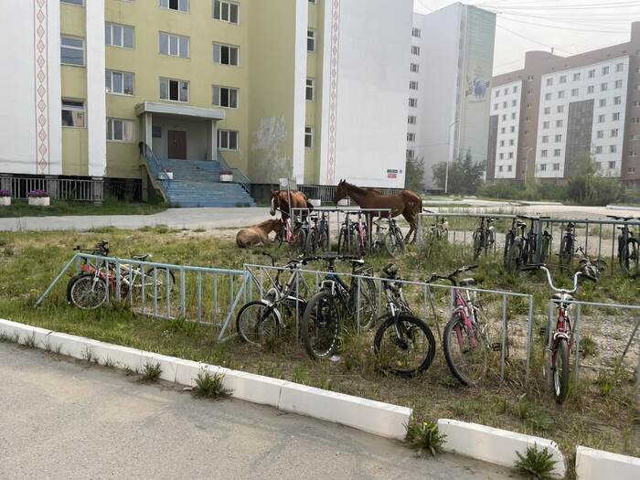 Yakutsk has parking for bikes and horses - Humor, Horses, A bike, Yakutsk