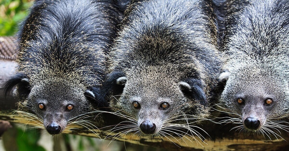 Bear cats. Борнео бинтуронг. Виверровые бинтуронг. Палаванский бинтуронг. Котомедведь бинтуронг.