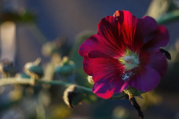 Flowers, cats, and a beetle - My, Street photography, cat, Flowers, Raspberries, Colorado beetle, Longpost