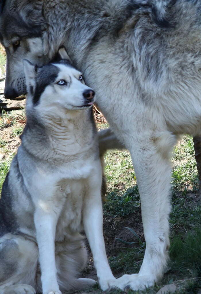 Medium husky next to a gray wolf - Wolf, Husky, Dog, The photo