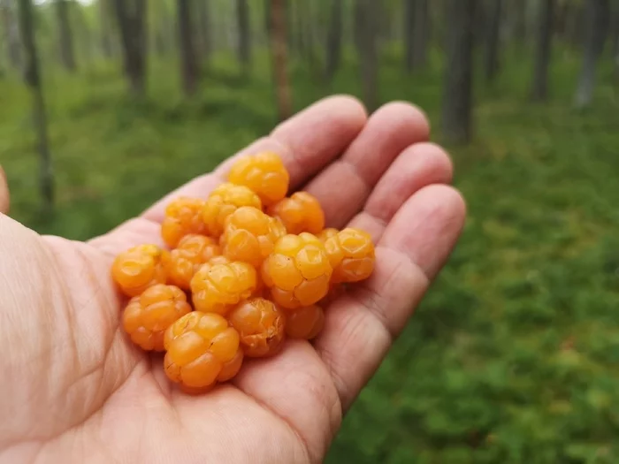 Cloudberry: THE MOST JUICE!!! - My, Cloudberry, Berries, wildlife, Wonders of nature, The nature of Russia, Each creature has a pair, Pavel Glazkov, Video, Video VK, Longpost