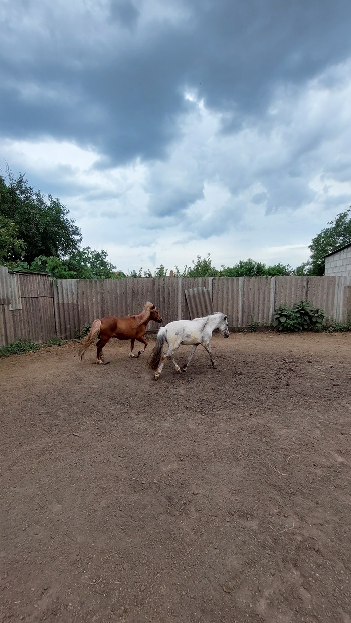 День Открытых Дверей в конном клубе в Мариуполе