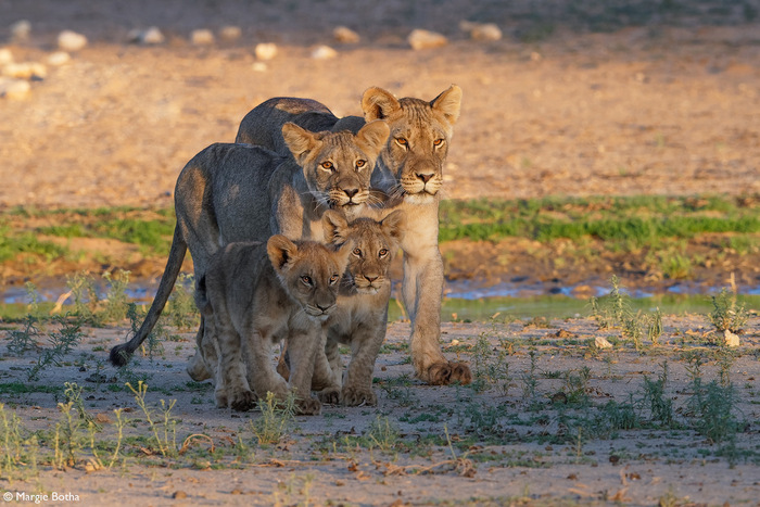 Вечерний променад