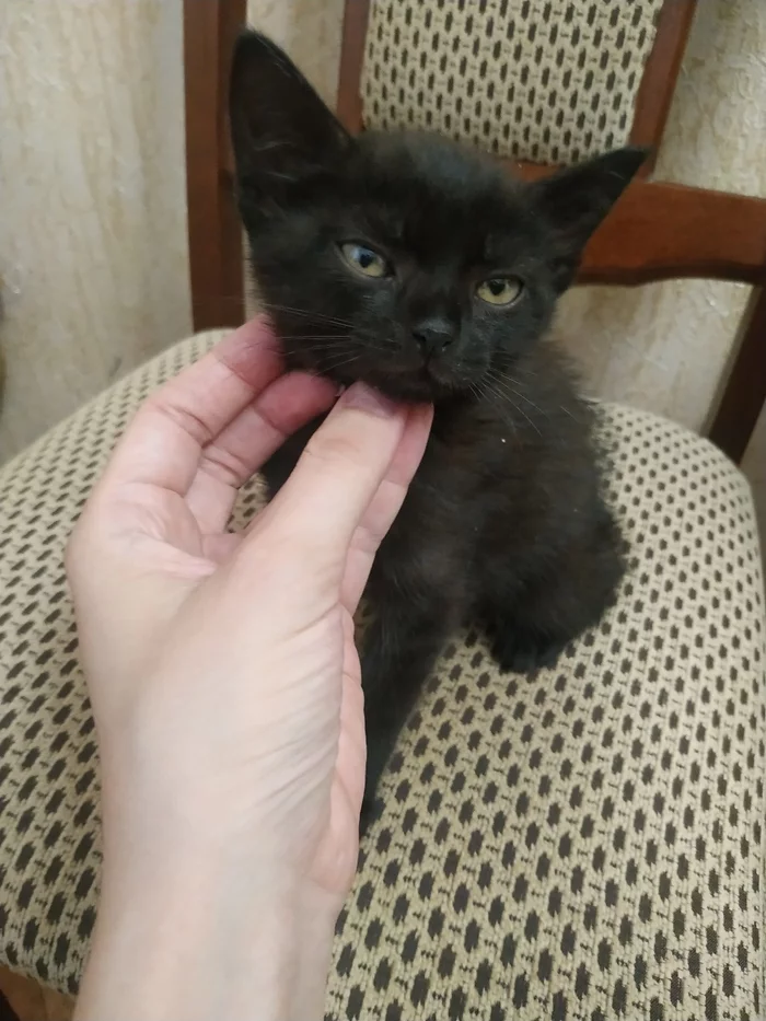 Found kitten Moscow, Zyuzino district - Homeless animals, Moscow, In good hands, cat, Longpost, No rating