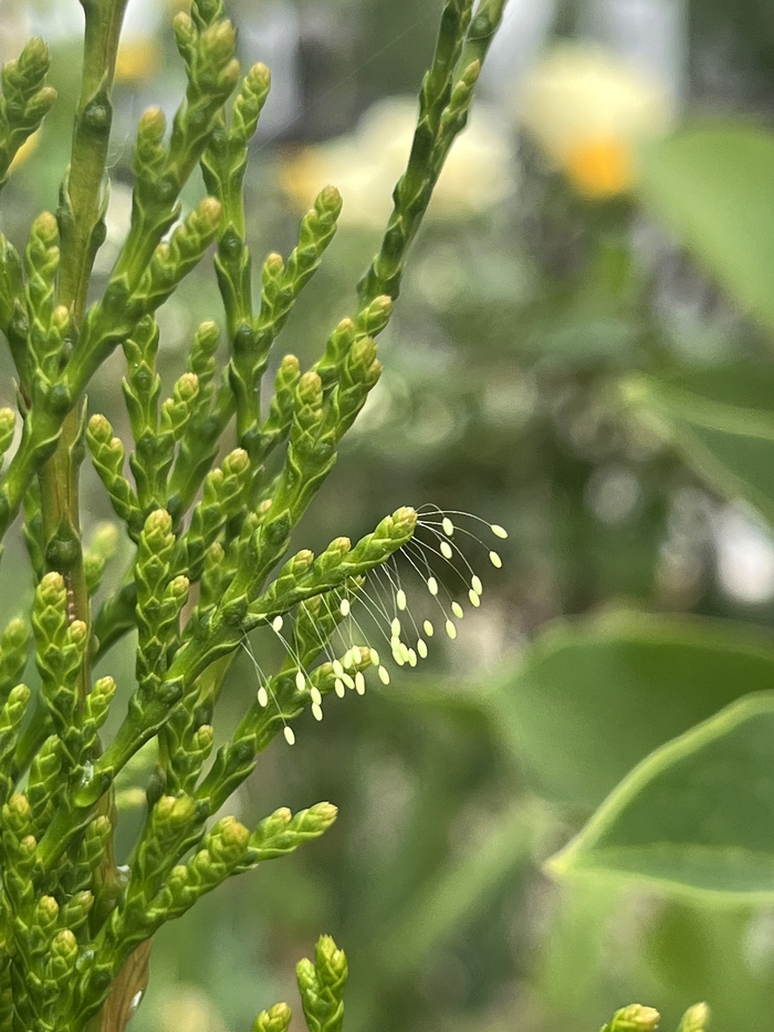 Что это такое?