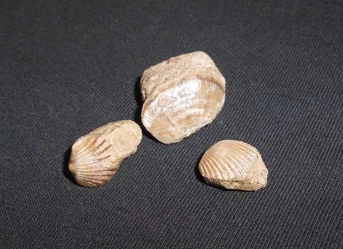 Example of fossils of the Volkhov River, Leningrad Region - My, Fossils, Paleontology, Longpost