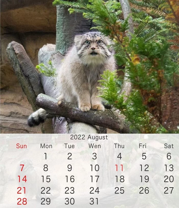 August's manul - Pallas' cat, Pet the cat, Cat family, Small cats, The calendar