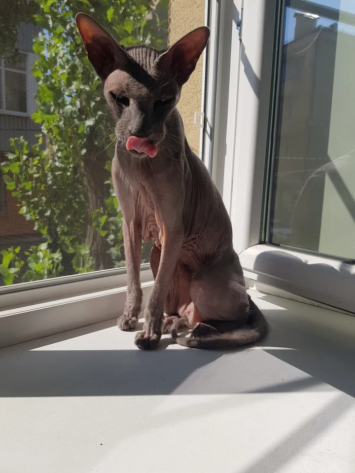 Old Martin. He warms his baldness in the sun - My, cat, Sphinx, Longpost