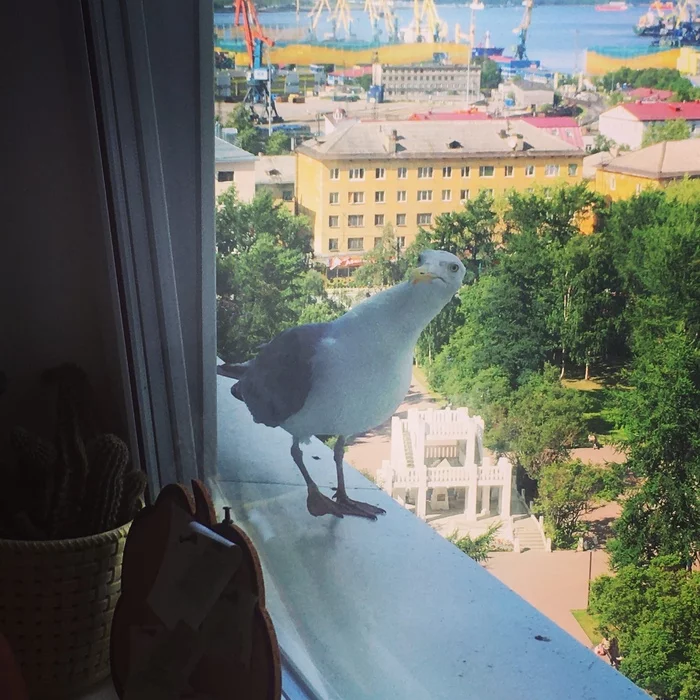 Reply to When You're Lonely - Humor, Funny, Murmansk, Seagulls, Mobile photography, Reply to post
