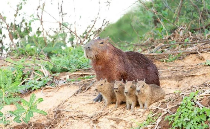 Capybaras on the beach - Capybara, Shore, Young, Rodents, The photo