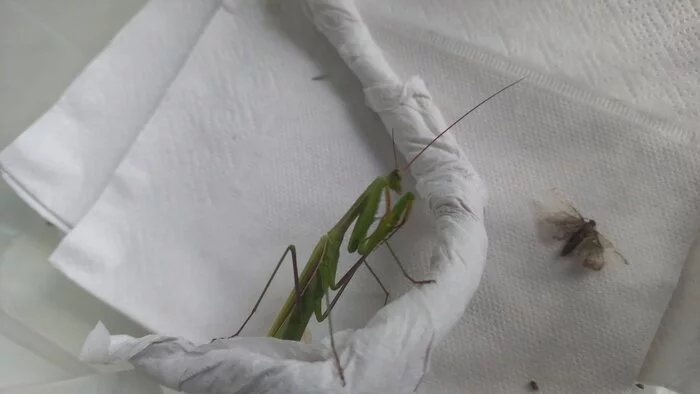 Is the praying mantis sick? - My, Mantis, Insects, Help