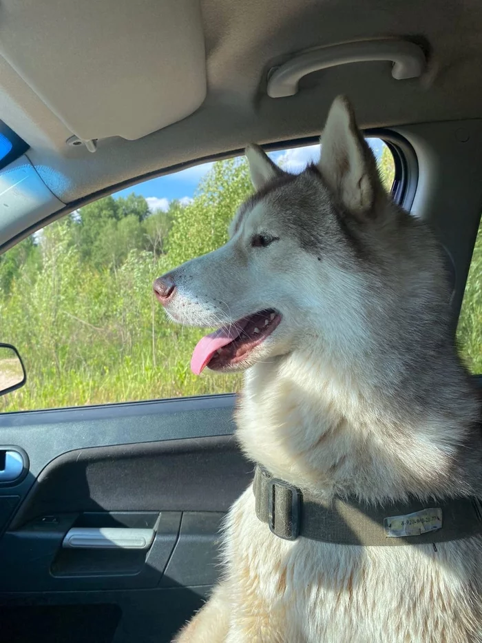 The story of a rescued husky and its difficult nature - Husky, Dog, Animal defenders, Animal Rescue, Volunteering, Kindness