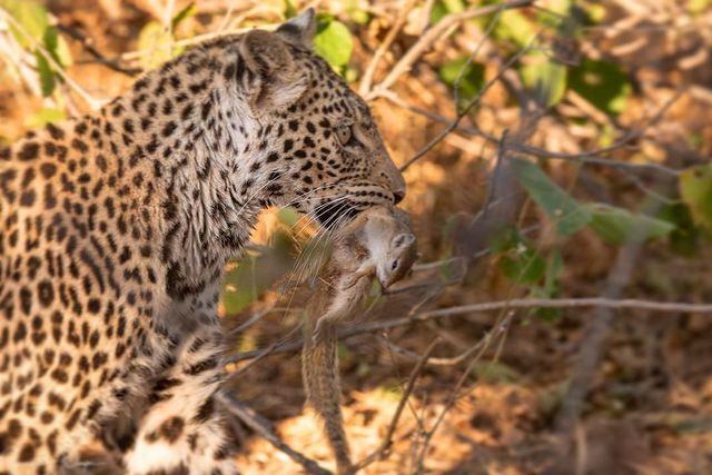 Leopard takes tired squirrel home - Leopard, Rare view, Big cats, Cat family, Predatory animals, Squirrel, Rodents, Mammals, Animals, Wild animals, wildlife, Nature, Reserves and sanctuaries, South Africa, The photo, Mining