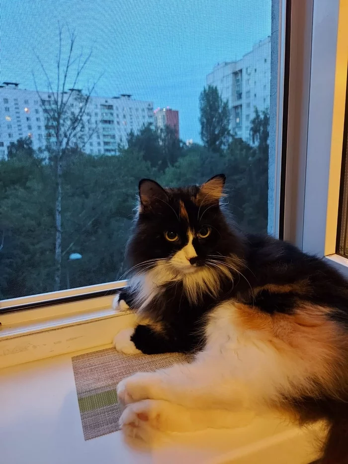 Missing cat, Moscow - My, No rating, Moscow, cat, Tricolor cat, Lost, Lost cat