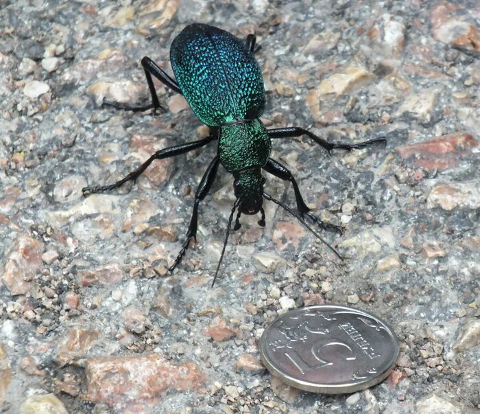 Zhuzha went across the field, Zhuzha found money, Zhuzha went to the market and bought a Samovar... - Жуки, Carabus, Stroking, Insects, Mood