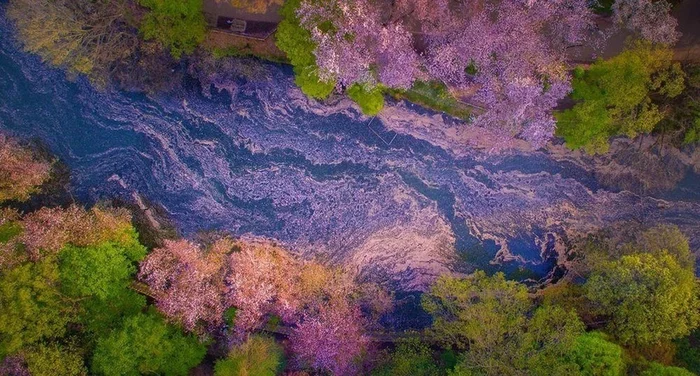 Cherry blossoms in poetic aerial photographs - The national geographic, beauty of nature, Around the world, National park, Nature, beauty, Flowers, news