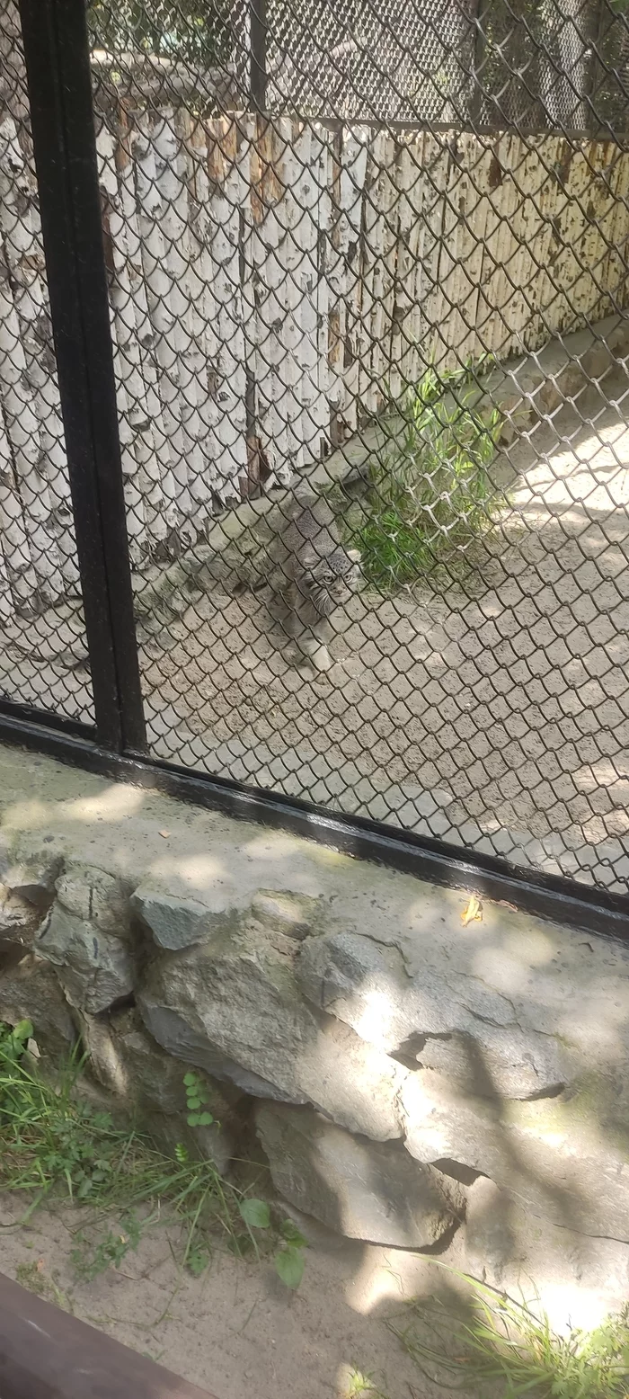 Manul - My, Pallas' cat, Novosibirsk, Novosibirsk Zoo, Longpost, Pet the cat, Small cats, Cat family